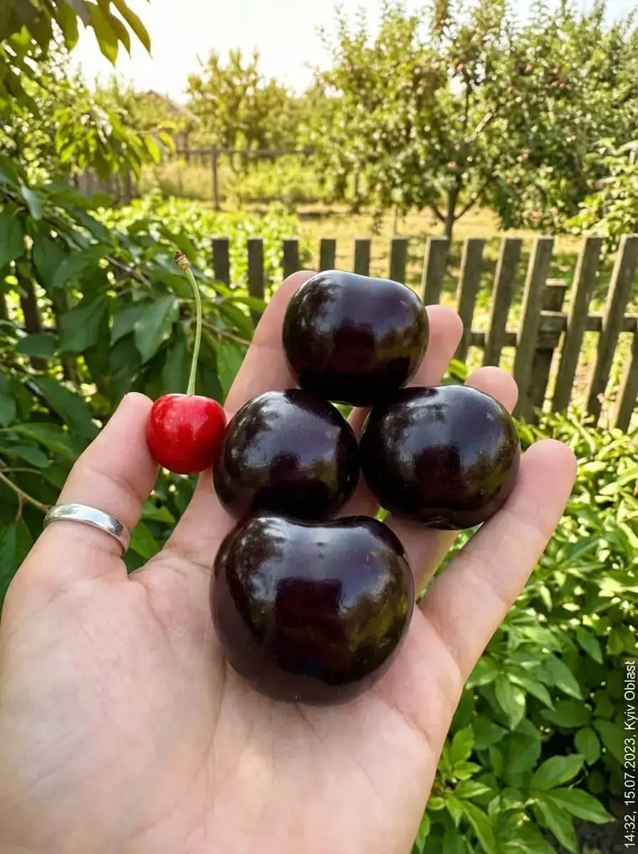 Фото відгуку 4