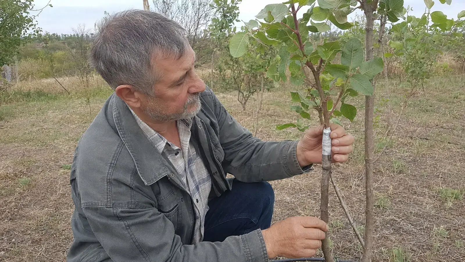 Фото: дендролог оглядає щеплення на молодому фісташковому дереві, 16:9