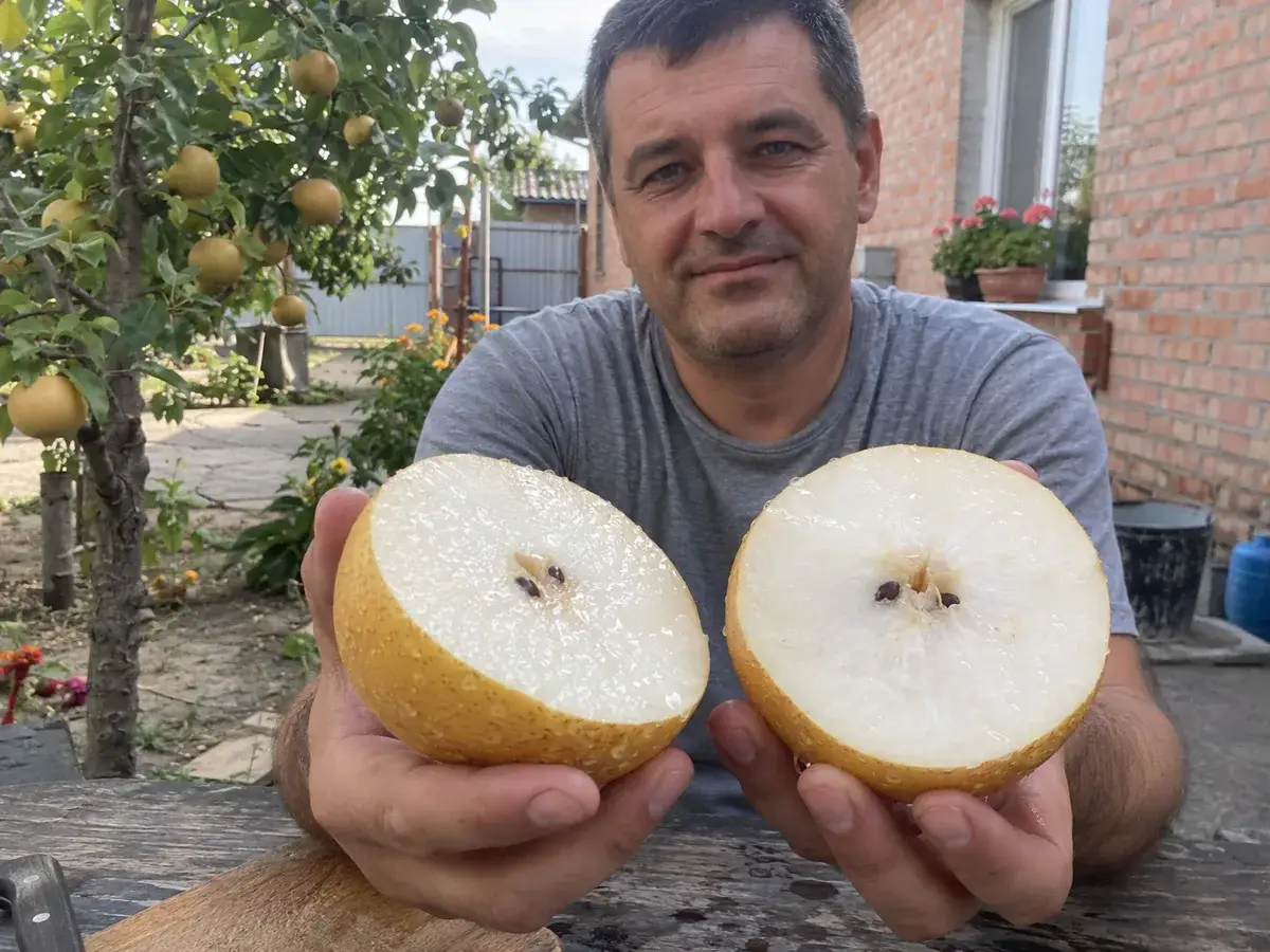 Груші «Наші»: плоди та сад
